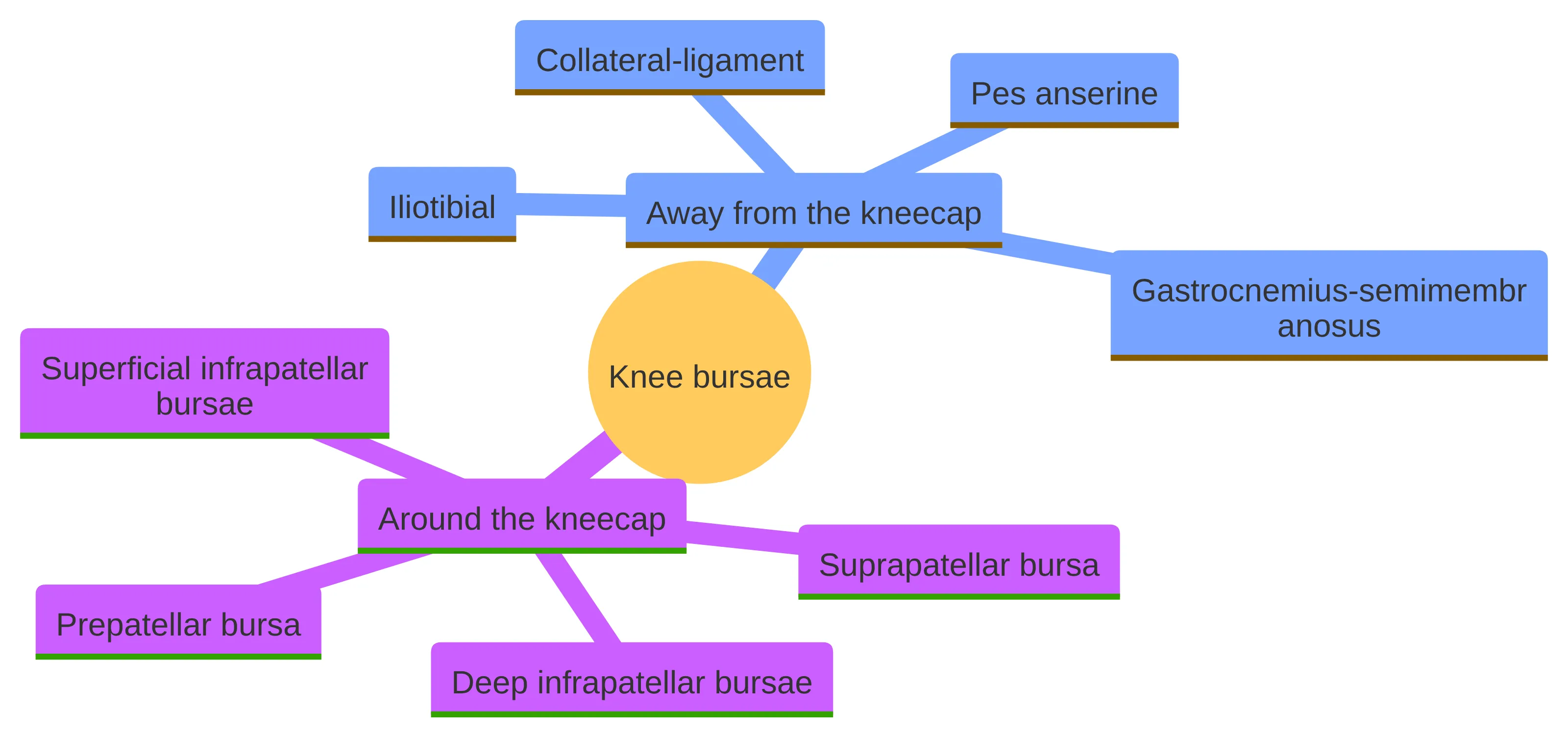 Concept chart organizing named knee bursae into groups around the kneecap and away from the kneecap, including the prepatellar, infrapatellar, suprapatellar, pes anserine, iliotibial, collateral-ligament, and gastrocnemius-semimembranosus bursae.