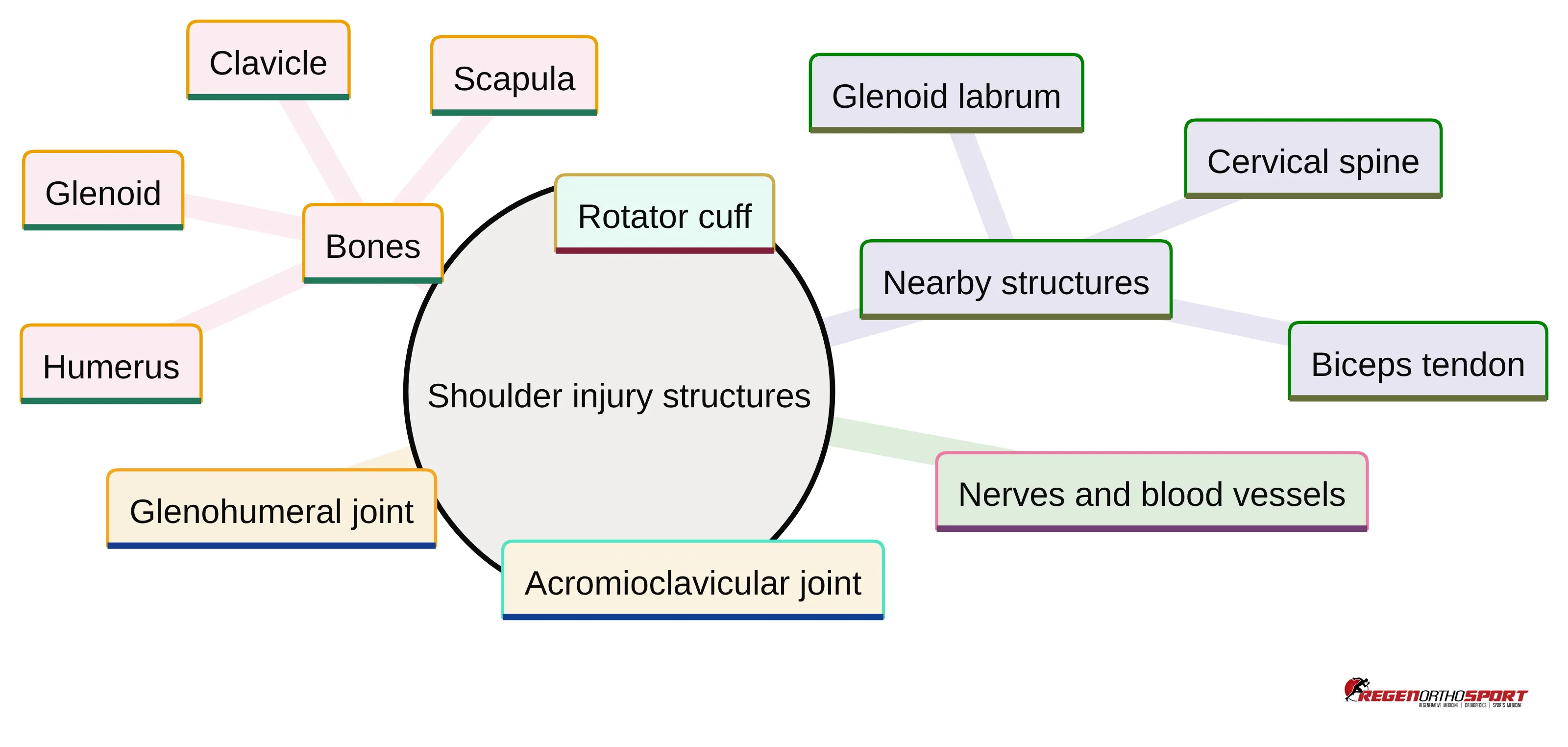 Concept chart mapping the structures commonly involved in shoulder injuries: the rotator cuff, acromioclavicular joint, glenohumeral joint, bones including the humerus, clavicle, scapula, and glenoid, nerves and blood vessels, and nearby structures including the glenoid labrum, biceps tendon, and cervical spine.